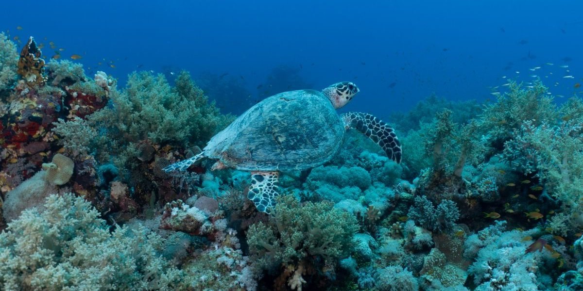 Conservation